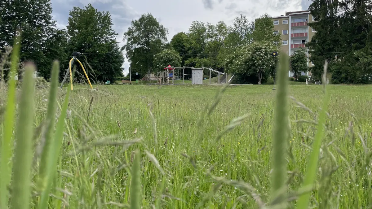 Hohes Gras direkt neben einem Kinderspielplatz – das gefällt nicht jedem, hat aber einen triftigen Grund. Welcher das ist, erklärt Bauhofleiter Hanspeter Boye.