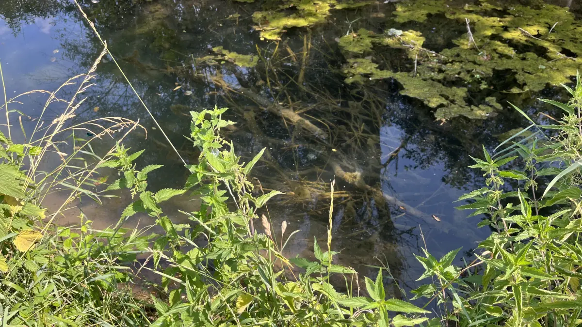 Nahrungsfloß des Bibers am Rexinger Bach bei Horb