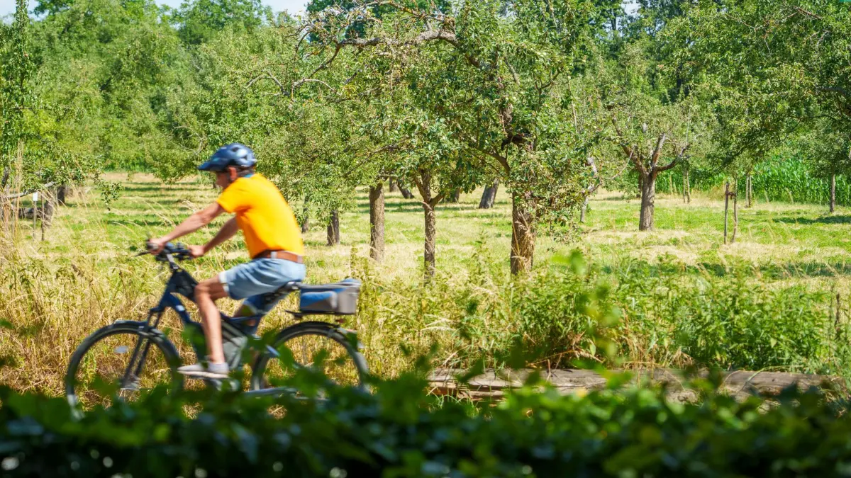 Neue Streuobstrichtlinie für Hessen: 02.07.2026, Hessen, Frankfurt am Main: Ein Radfahrer passiert eine Streuobstwiese auf dem Lohberg, die vom MainÄppelHaus Lohrberg Streuobstzentrum e.V. gepflegt wird. Der gemeinnützige Verein setzt sich unter anderem für die Pflege und den Erhalt der Kulturlandschaft, der Streuobstwiese, ein. Mit einer neuen Streuobstrichtlinie will der Heimatminister von Hessen ein Zeichen für den Erhalt von Streuobstwiesen als wichtiges hessisches Kulturgut setzen. Foto: Andreas Arnold/dpa +++ dpa-Bildfunk +++