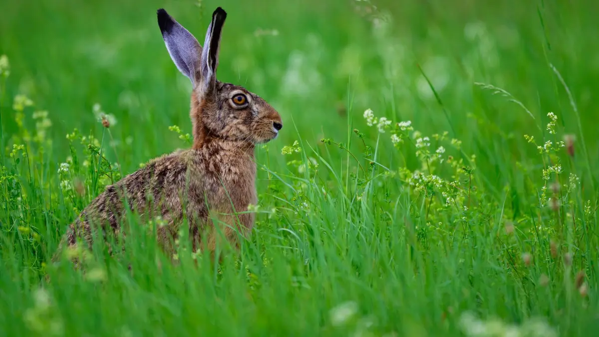 Feldhase: 03.07.2026, Brandenburg, Manschnow: Ein Feldhase (Lepus europaeus) ist auf einer grünen Wiese im Oderbruch im östlichen Brandenburg zu sehen. Die Population der Feldhasen in Deutschland zeigt sich laut Wildbiologen trotz anhaltender Bedrohungen durch die intensive Landwirtschaft und den Straßenverkehr derzeit stabil. Naturschützer fordern dennoch weiterhin die Ausweitung von Blühstreifen und Brachflächen, um den scheuen Wildtieren langfristig ausreichend Nahrung und Deckung vor Fressfeinden zu bieten Foto: Patrick Pleul/dpa +++ dpa-Bildfunk +++