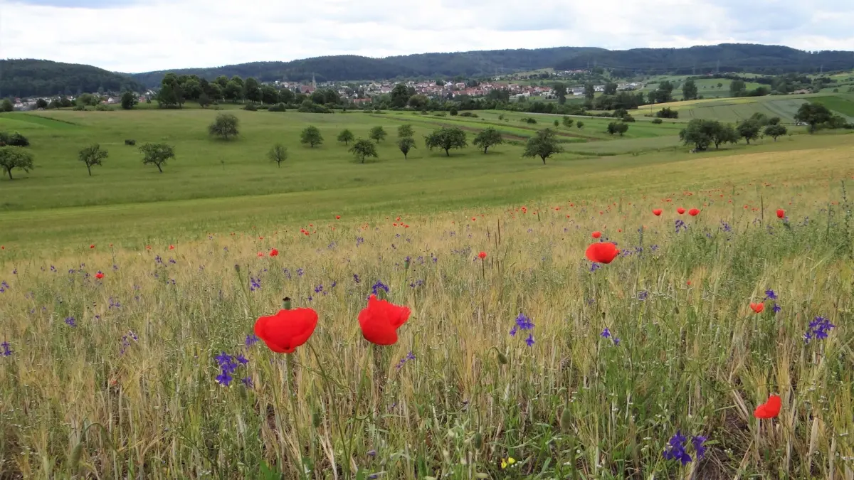 Landesweit einzigartig ist das Ackerwildkrautgebiet bei Rangendingen. Jetzt will das Regierungspräsidium für dauerhaften Schutz sorgen.