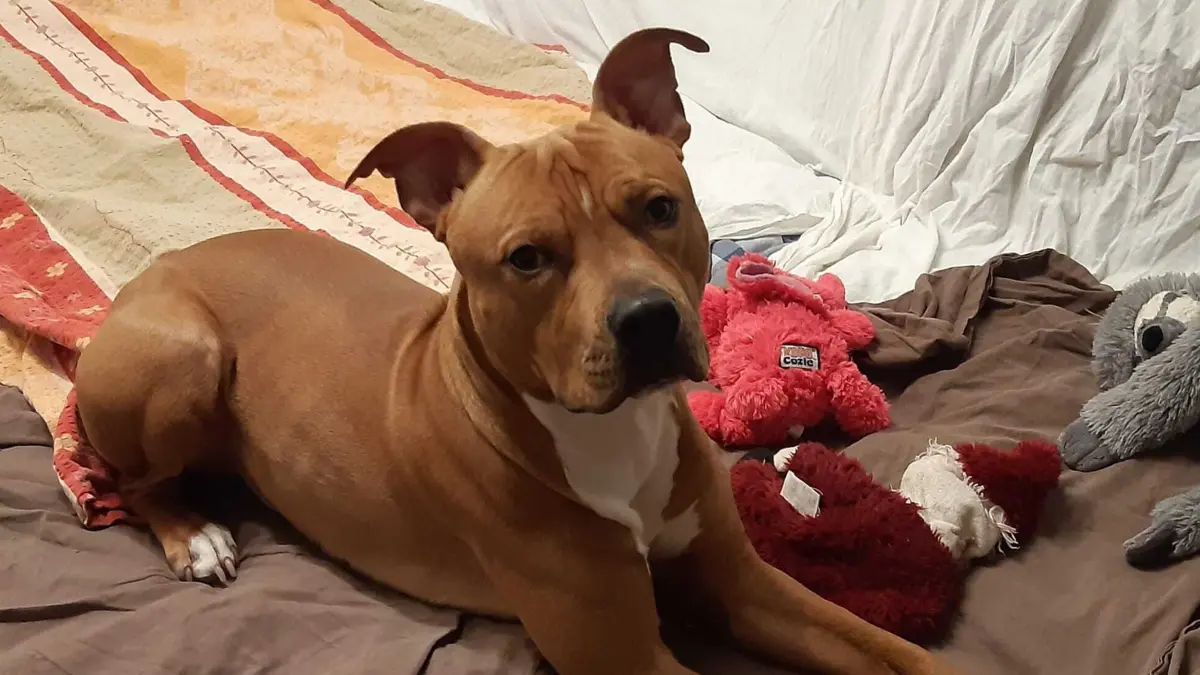 Hund Louis wurde im Alter von zwölf Wochen in einer Transporttasche auf einem Parkplatz in Lahr gefunden.