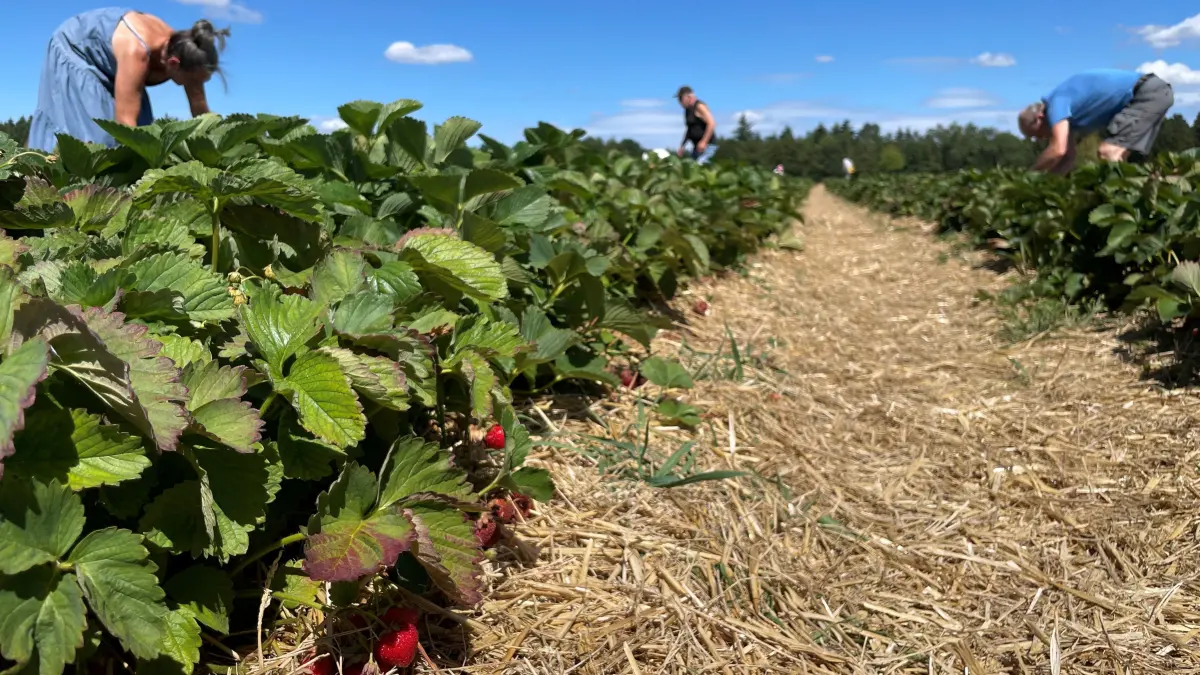 Die Saison neigt sich dem Ende zu, und doch gibt es noch einige leckere Erdbeeren auf dem Feld in Villingen zu ergattern.
