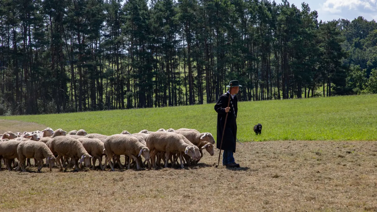 Im Zusammenspiel mit dem Hund leitet der Schäfer die Herde an.