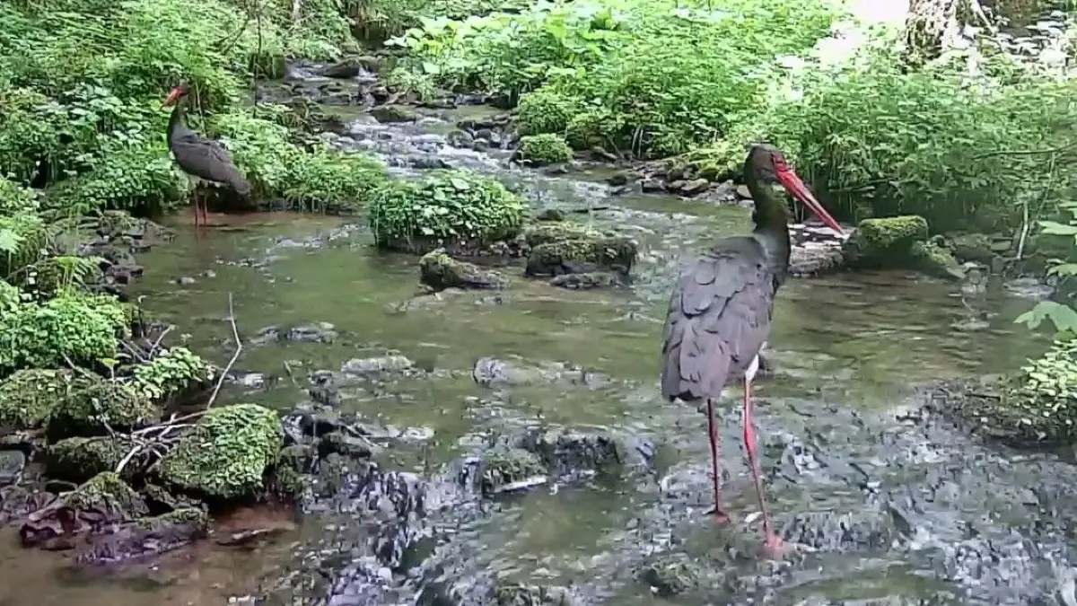 Schwarzstörche in einem Bach im Nordschwarzwald.