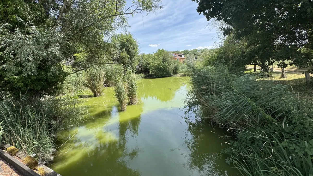 Die Fischteiche am Ortsrand von Märkt sind an Privatleute verpachtet.