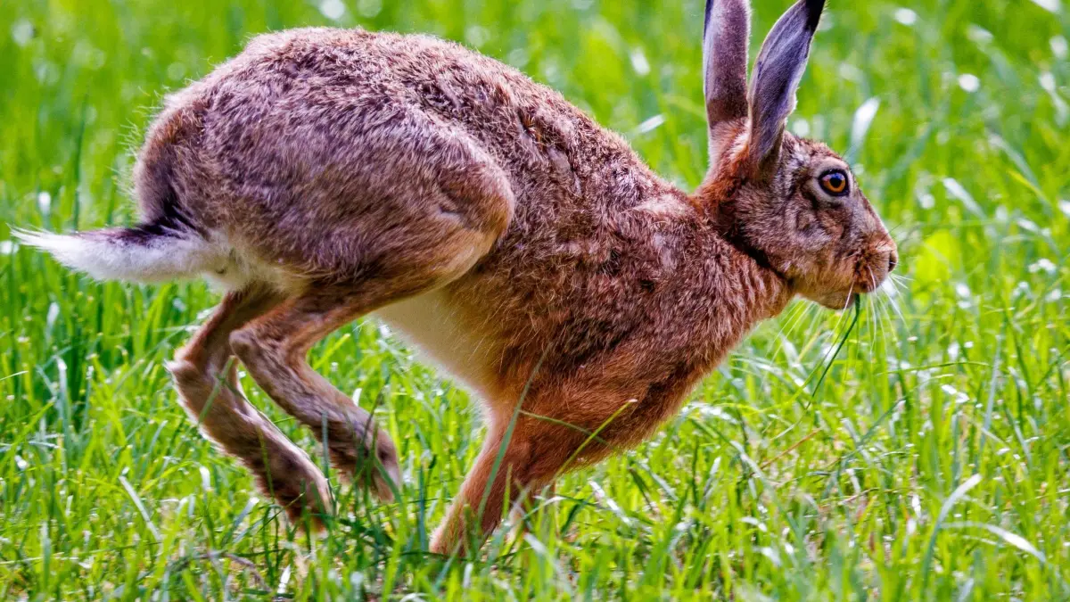 Feldhase bei der Futtersuche: 08.07.2026, Mecklenburg-Vorpommern, Rambeel: Ein Feldhase (Lepus europaeus) sucht auf einer grünen Wiese nach Futter. Die Population der Feldhasen in Deutschland zeigt sich laut Wildbiologen trotz anhaltender Bedrohungen durch die intensive Landwirtschaft und den Straßenverkehr derzeit stabil. Foto: Jens Büttner/dpa +++ dpa-Bildfunk +++