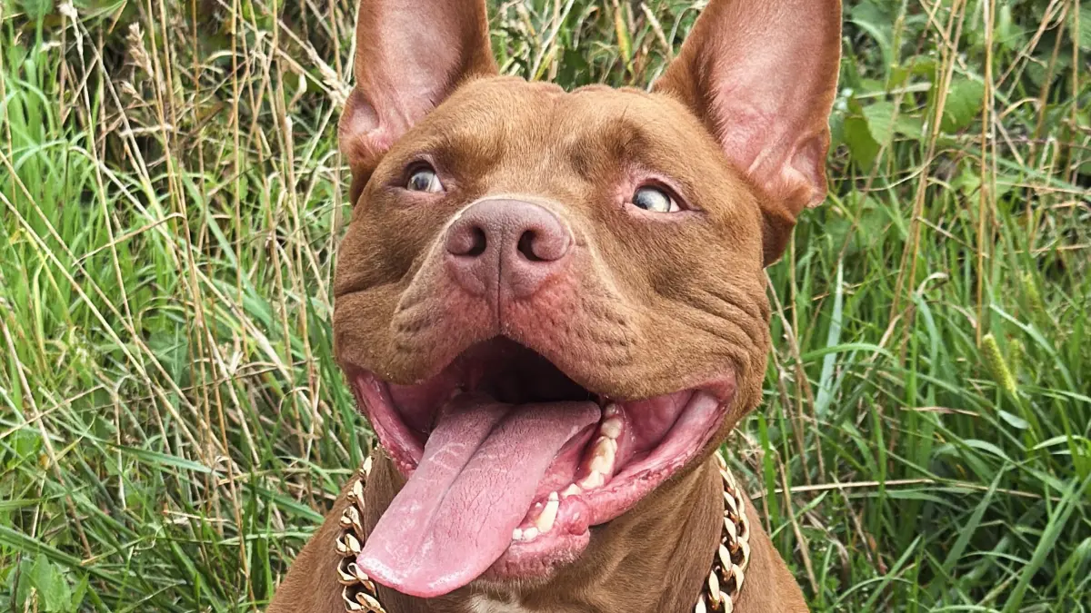 Da durfte American Bully Rhoff noch bei seiner Familie leben. Weil er beim Verhaltenstest durchfiel, ist jetzt alles anders – und kämpft seine Familie für seine Rückkehr.