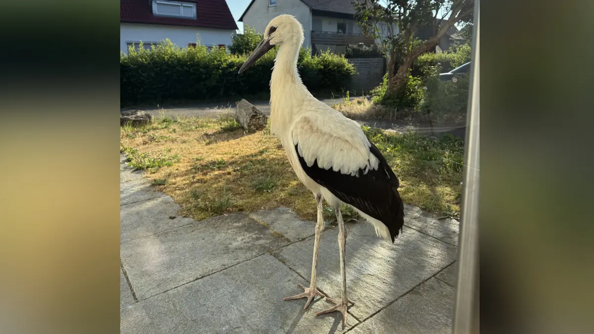 Der Storch – mutmaßlich jedenfalls immer derselbe – besucht nicht nur die Heilpraktiker-Praxis, sondern taucht auch in der Altstadt auf und sorgt für einiges Aufsehen.
