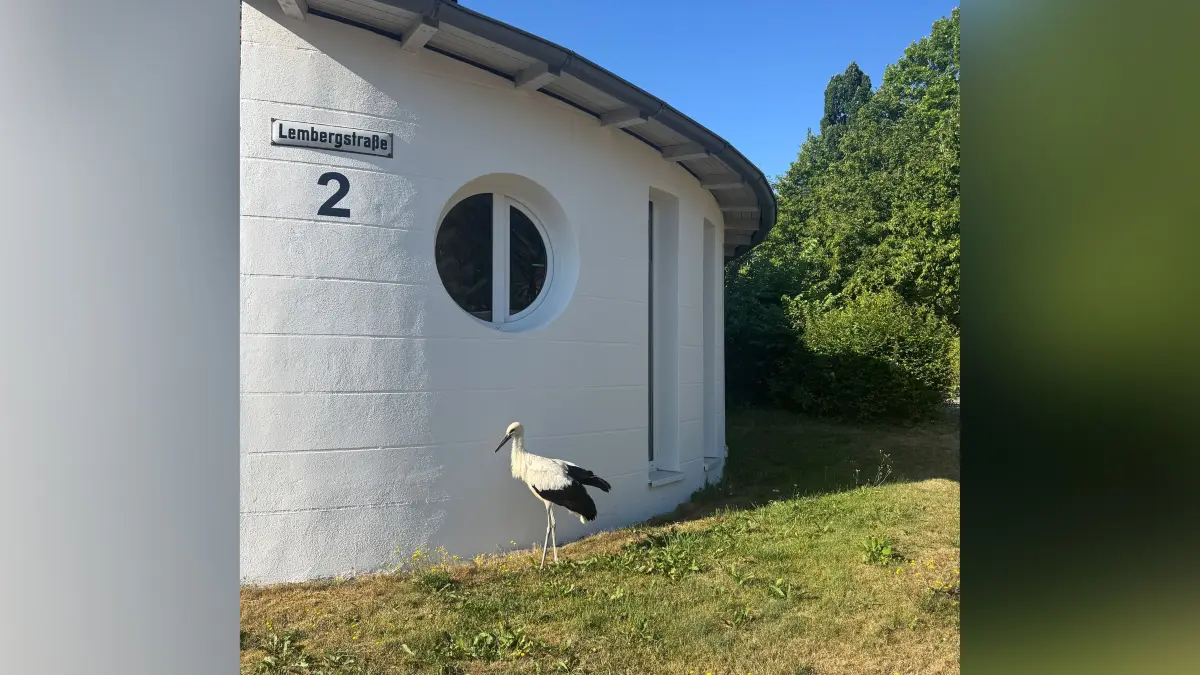 Der Storch – mutmaßlich jedenfalls immer derselbe – besucht nicht nur die Heilpraktiker-Praxis, sondern taucht auch in der Altstadt auf und sorgt für einiges Aufsehen.