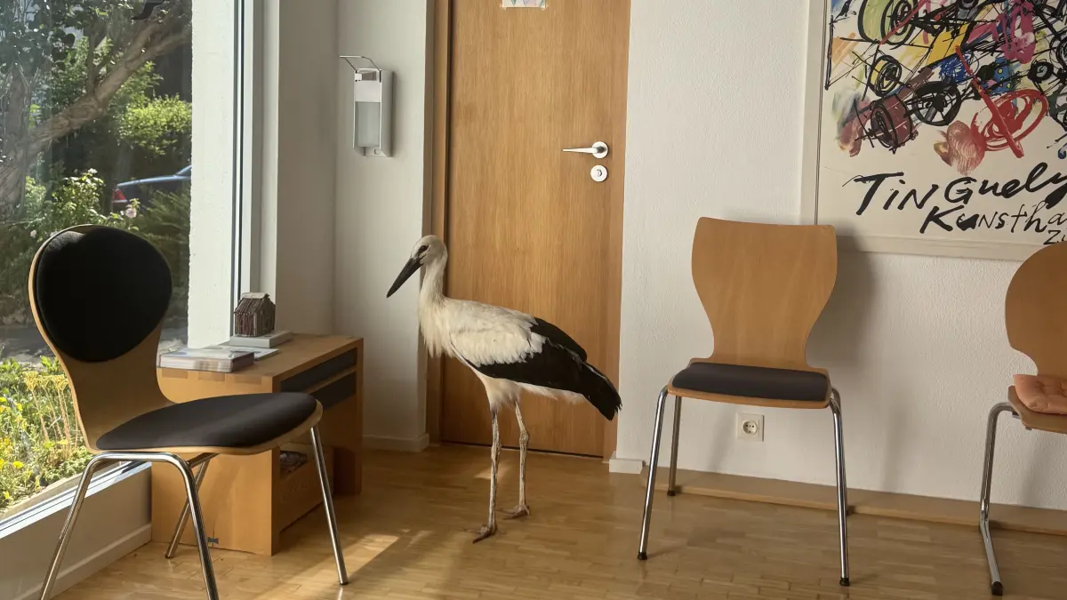Storch im Wartezimmer