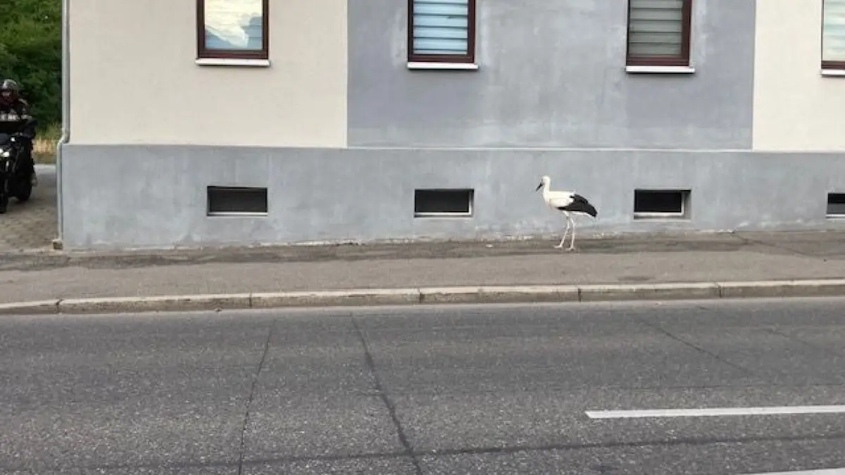 Der Storch – mutmaßlich jedenfalls immer derselbe – besucht nicht nur die Heilpraktiker-Praxis, sondern taucht auch in der Altstadt auf und sorgt für einiges Aufsehen.
