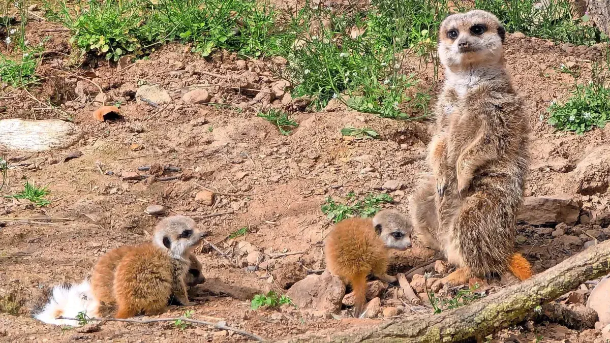 Auch die Erdmännchen auf dem Mundenhof haben Nachwuchs bekommen.