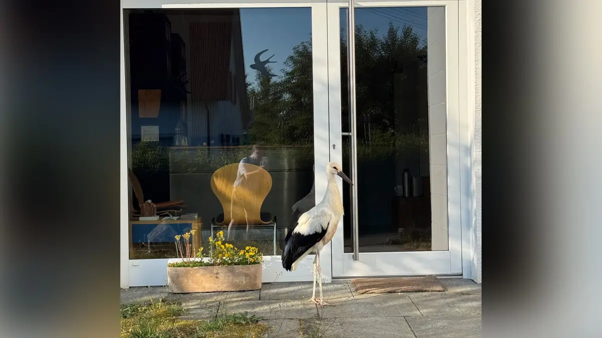 Der Storch – mutmaßlich jedenfalls immer derselbe – besucht nicht nur die Heilpraktiker-Praxis, sondern taucht auch in der Altstadt auf und sorgt für einiges Aufsehen.