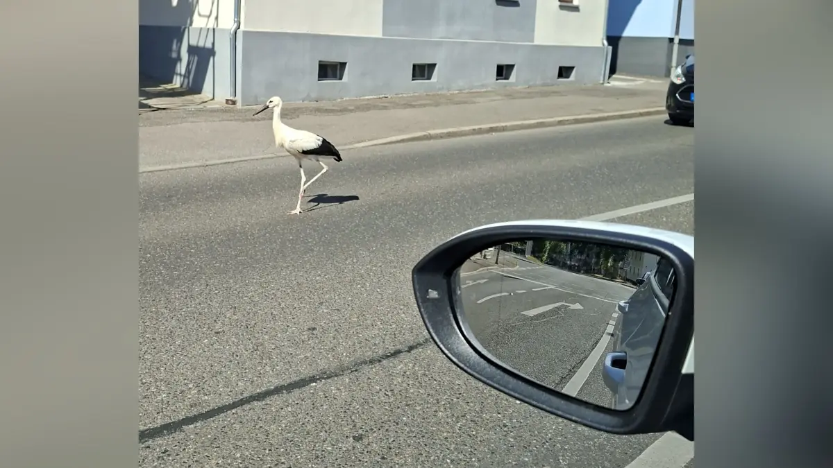 Der Storch – mutmaßlich jedenfalls immer derselbe – besucht nicht nur die Heilpraktiker-Praxis, sondern taucht auch in der Altstadt auf und sorgt für einiges Aufsehen.