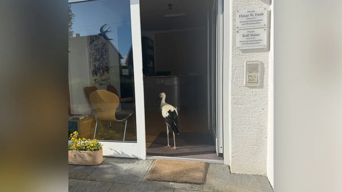 Der Storch – mutmaßlich jedenfalls immer derselbe – besucht nicht nur die Heilpraktiker-Praxis, sondern taucht auch in der Altstadt auf und sorgt für einiges Aufsehen.