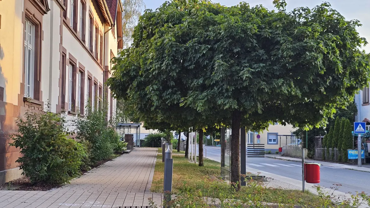 Maulburg Bäume