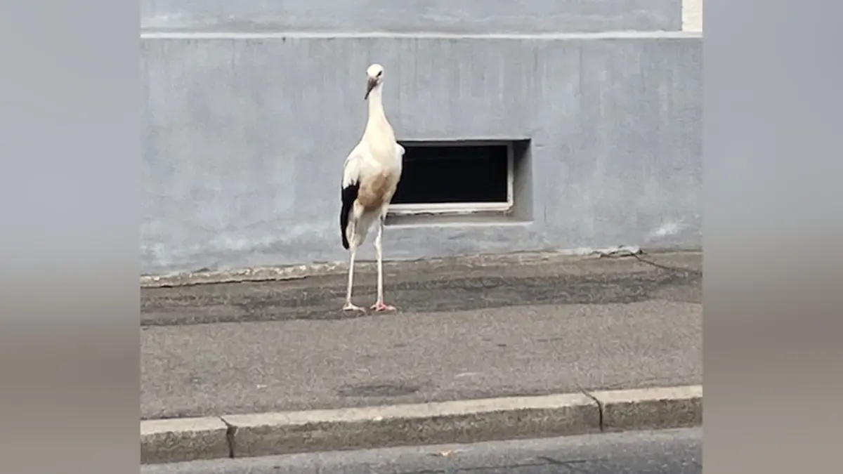 Der Storch – mutmaßlich jedenfalls immer derselbe – besucht nicht nur die Heilpraktiker-Praxis, sondern taucht auch in der Altstadt auf und sorgt für einiges Aufsehen.