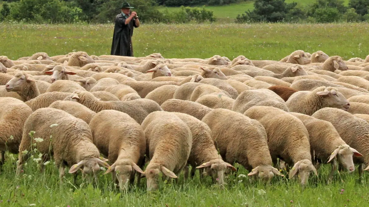 Wegen Trockenheit und Futtermangel musste das Leistungshüten beim Sulzer Eck zwar abgesagt werden.