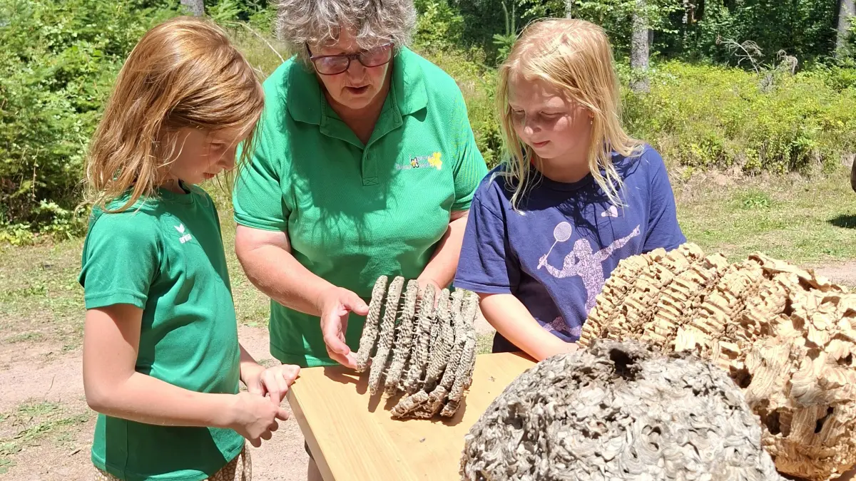Drei ähnliche Nester, aber völlig unterschiedliche Bewohner: Imkerin Sigrid erklärt Elea und Elisa die Bauunterschiede bei der europäischen Wespe, der Hornisse und der asiatischen Hornisse