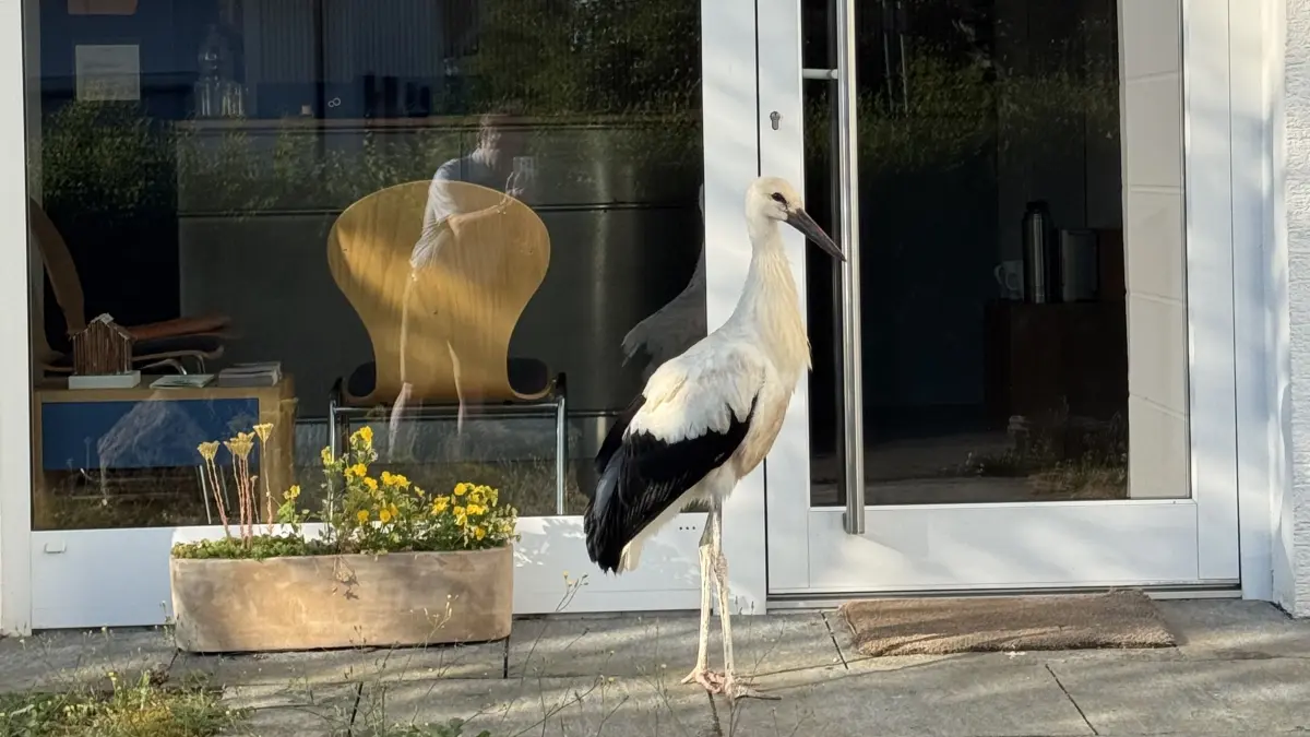 Storch Wartezimmer
