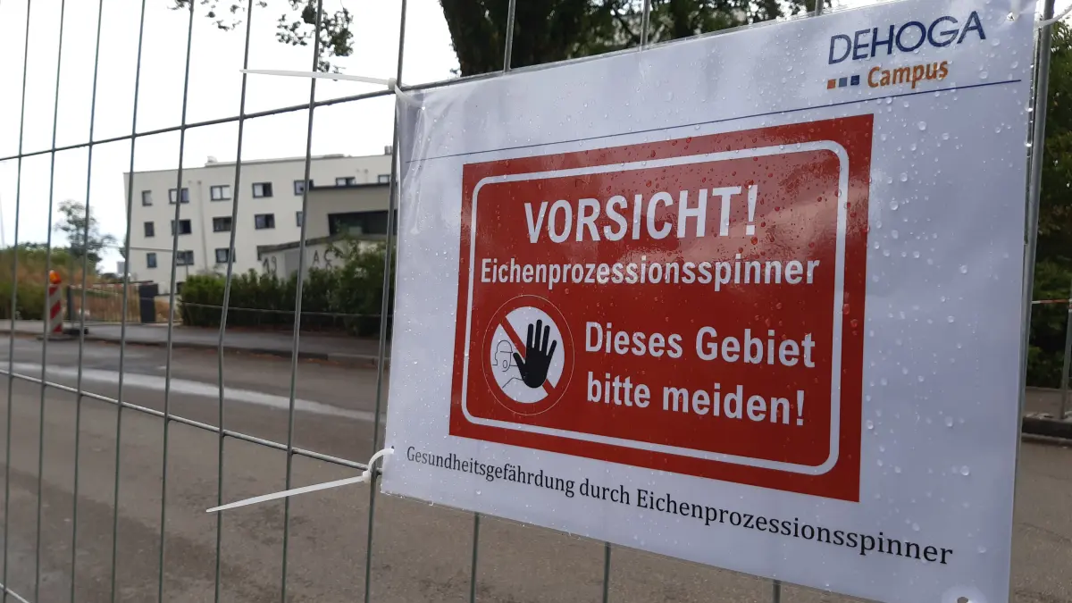 Tauchen die Raupen des Eichenprozessionsspinners im Siedlungsgebiet auf, besteht Handlungsbedarf.