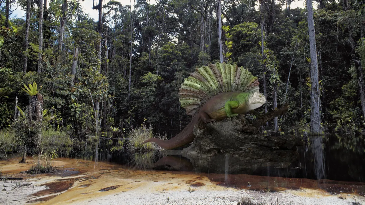 Edaphosaurus („Pflaster-Echse) ist eine ausgestorbene Gattung der Pelycosaurier (Pelycosauria. Die Gattung gehörte zu den ersten bekannten Landwirbeltieren (Tetrapoda), die sich von Pflanzen ernährten.