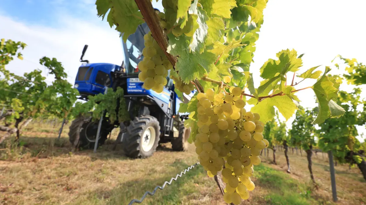 Weinbau in Franken: ARCHIV - 27.08.2025, Bayern, Volkach: Ein Vollernter erntet in einem Weinberg Weintrauben der Sorte Müller Thurgau, welche für die Produktion von Federweißem verwendet werden. (zu dpa: «Winzer in der Krise - Mehr Geld für Steillagen») Foto: Karl-Josef Hildenbrand/dpa +++ dpa-Bildfunk +++