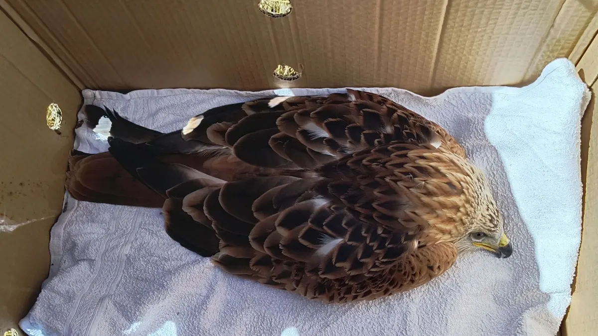 Nachdem der Rotmilan im Vogelschutzzentrum Mössingen aufgepäppelt war, wurde er vorsichtig in einer Schachtel zum Ort seiner Freilassung transportiert.