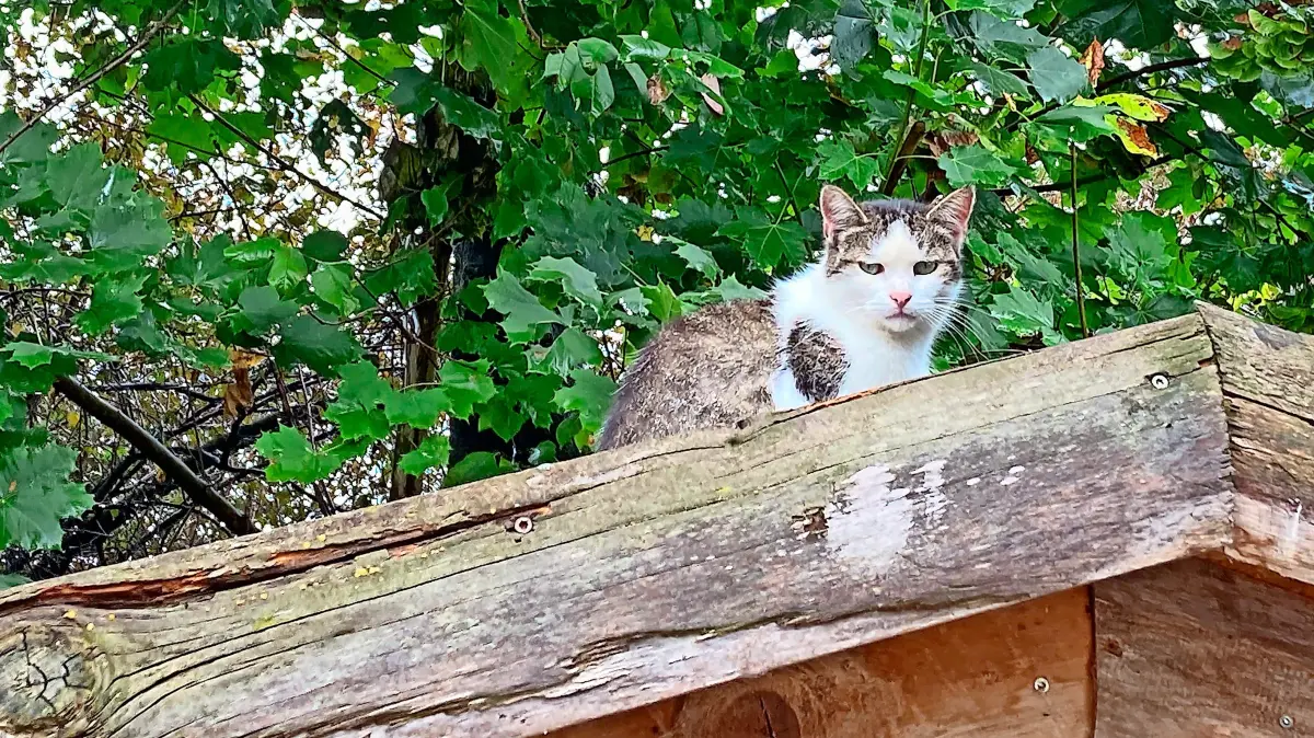 Die GLU in Friesenheim stellte den Antrag auf eine Katzenschutzverordnung – der Gemeinderat lehnte ab