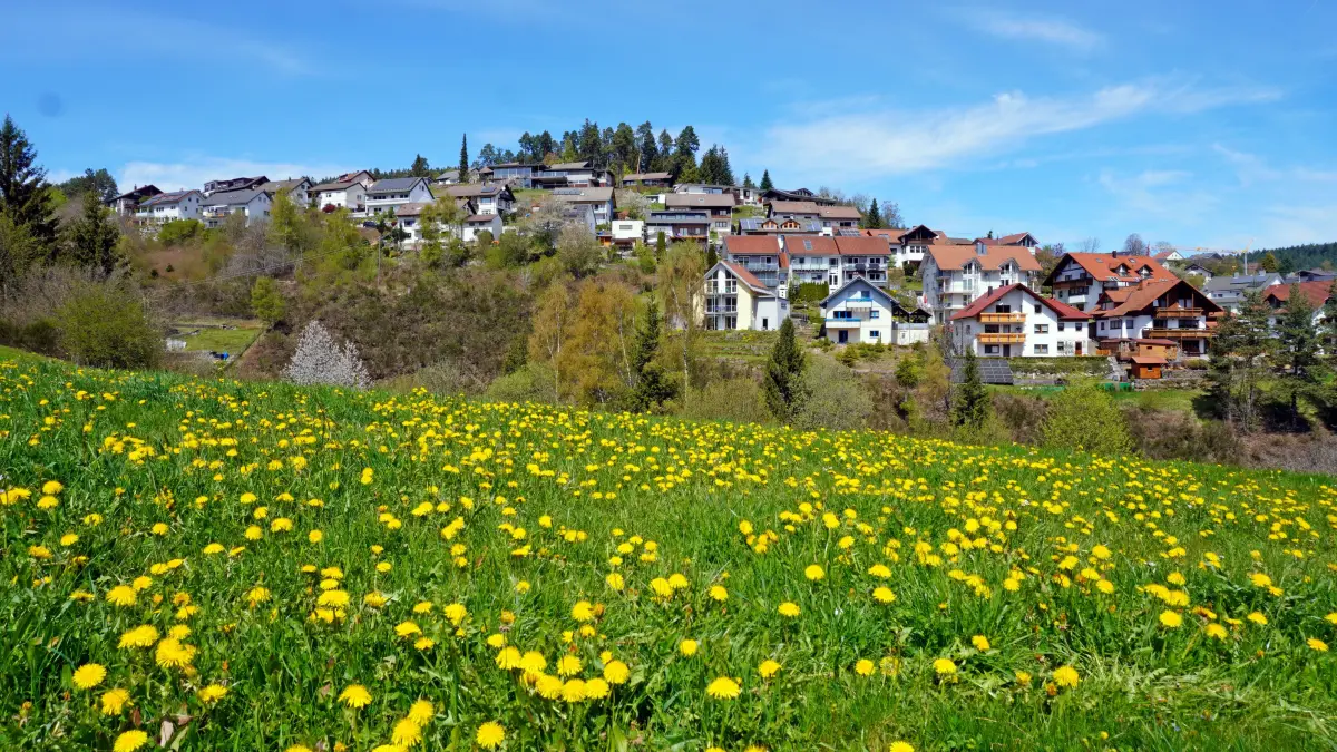Wetterbeobachter und Korbmacher Ulrich Grießhaber schildert, wie sich der Klimawandel auch an der Löwenzahn-Blüte bemerkbar macht.