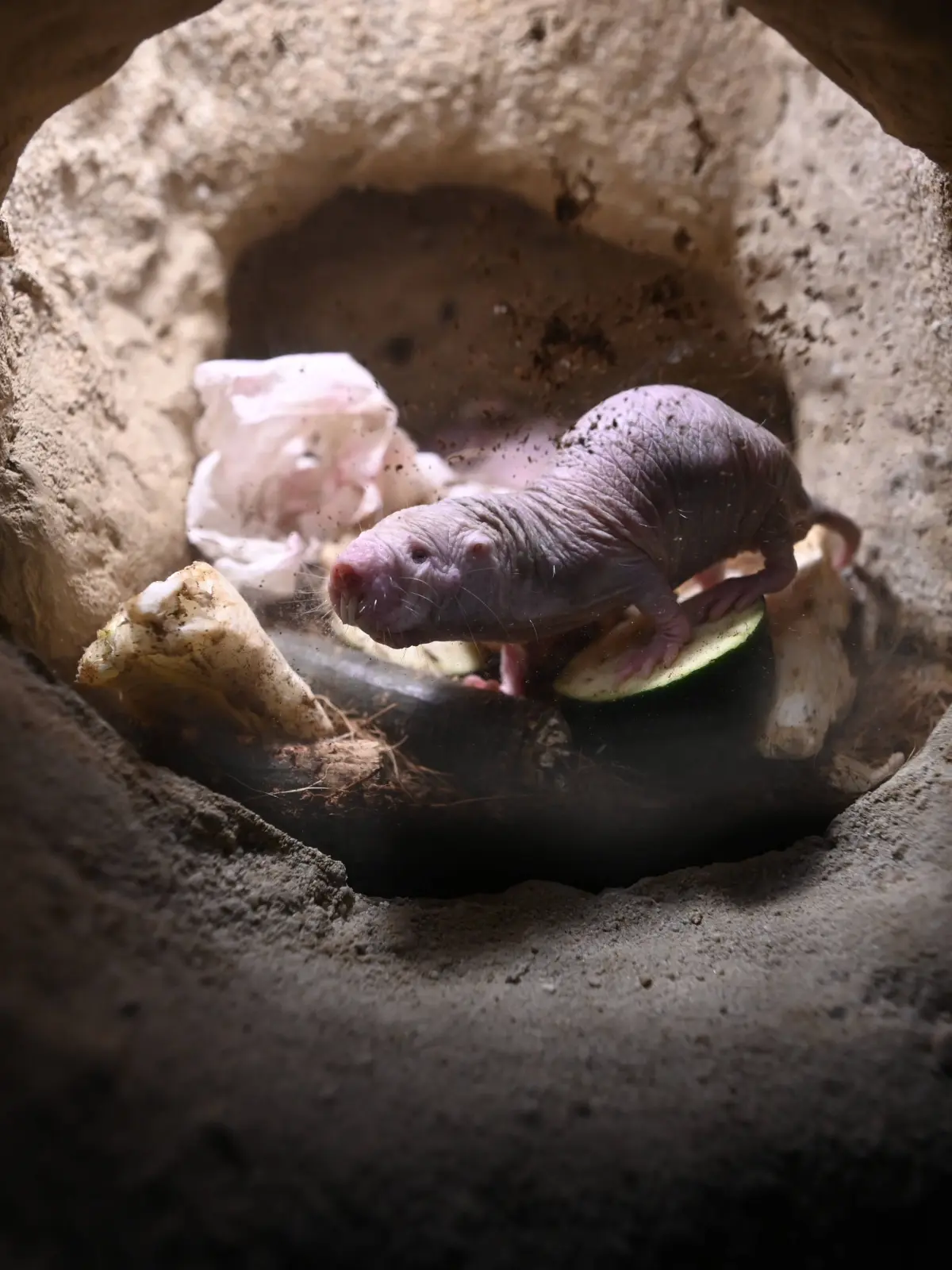 Nacktmulle im Nachtierhaus des Frankfurter Zoo (Archivbild).