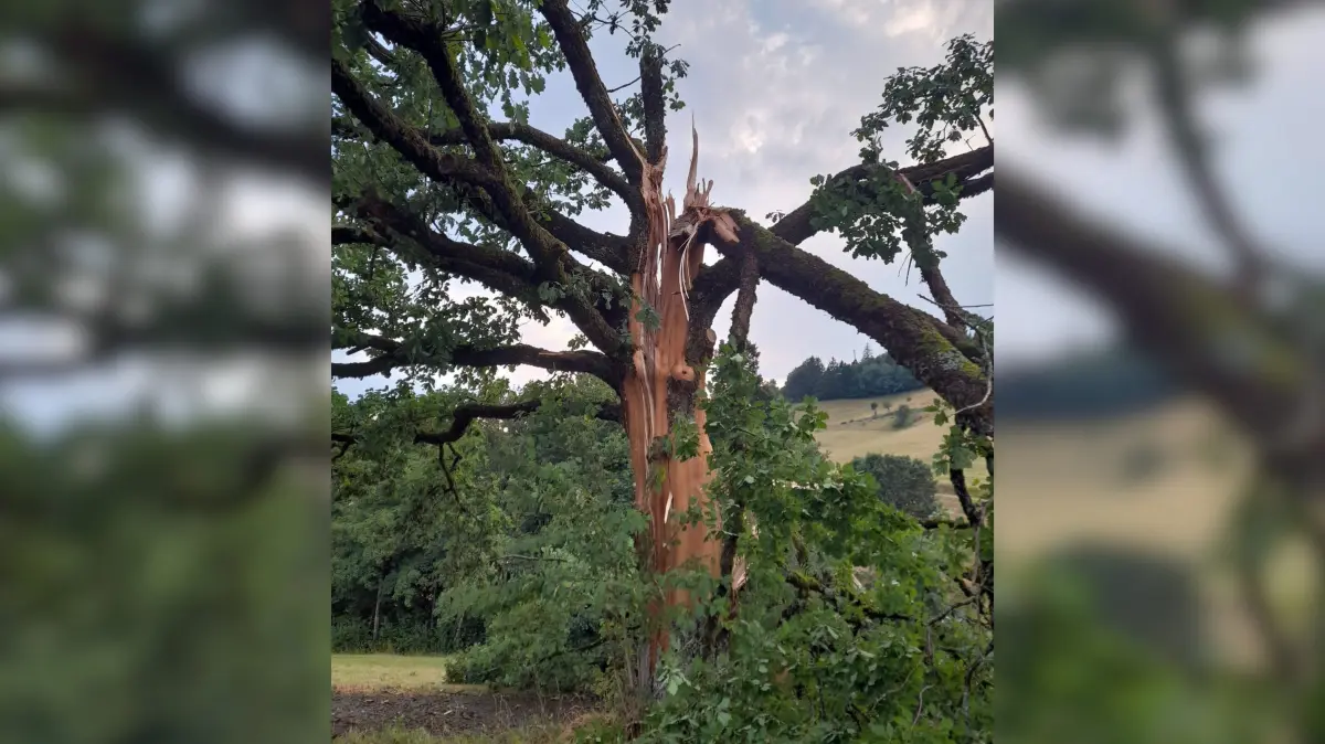 Ein Blitz hat bei Gersbach eine 150 Jahre alte Eiche zerstört.