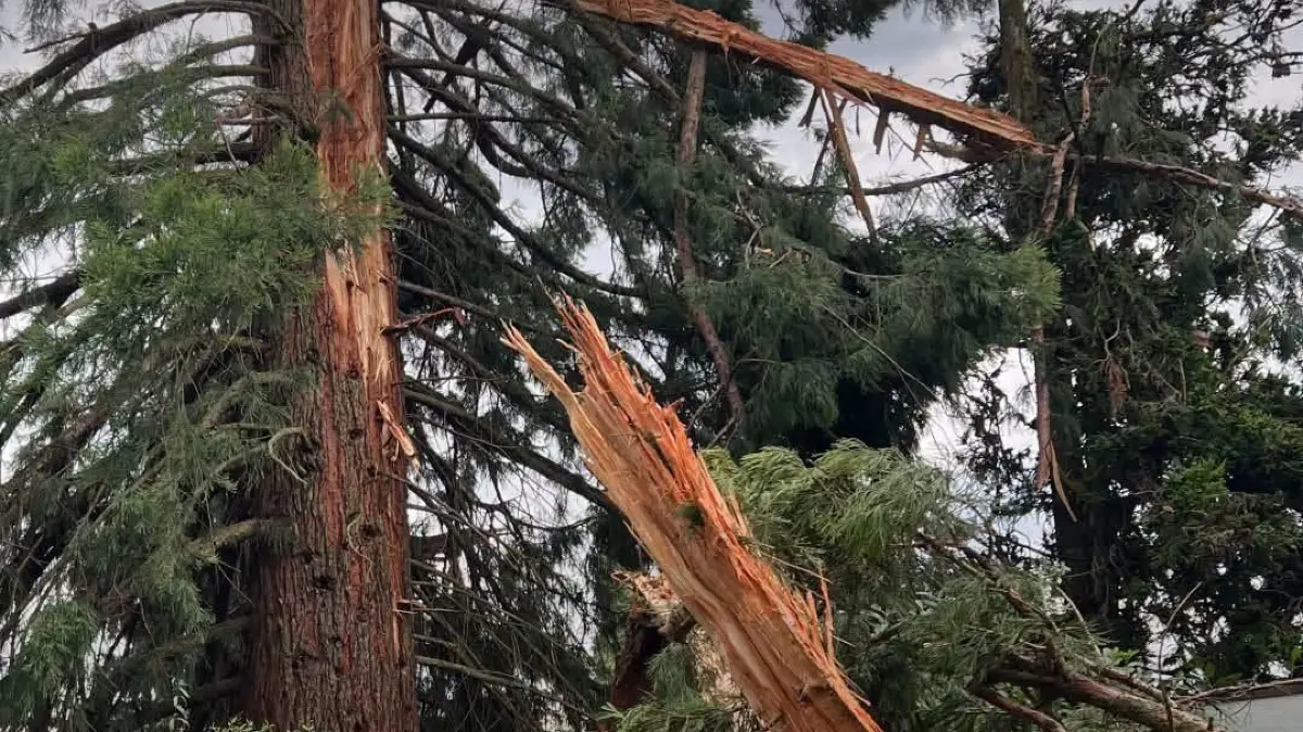 Der Baum wurde in mehrere Teile gesprengt.