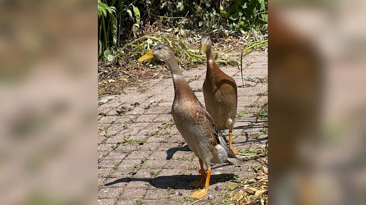 Enten