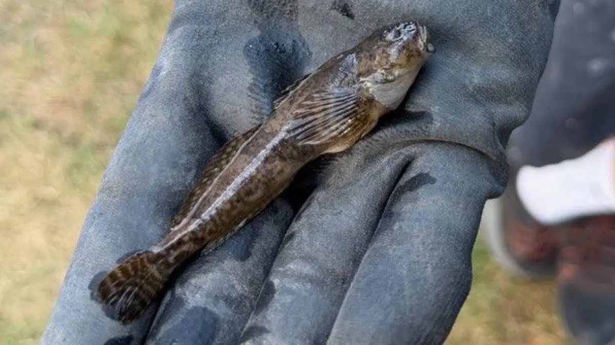Das Vorkommen der Groppe ist eigentlich ein Indikator für die gute Wasserqualität. Bei steigenden Wassertemperaturen nimmt jedoch der Sauerstoffgehalt im Wasser ab. Das Tier ist letztlich durch den Hitzestress verendet.