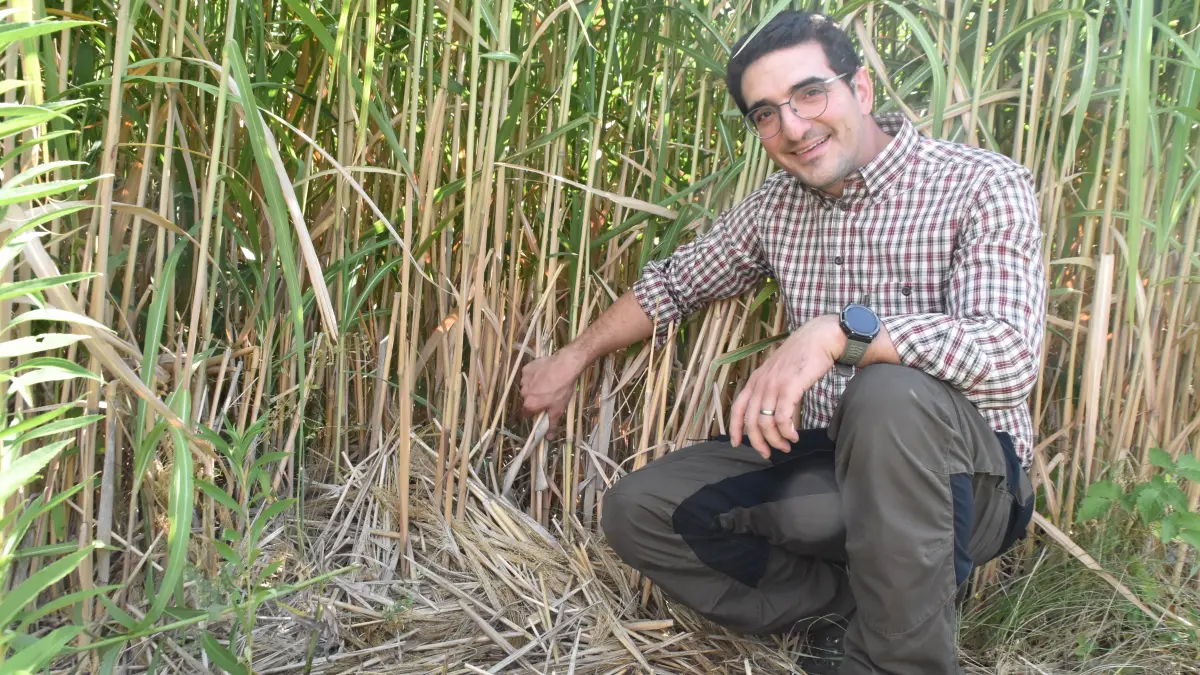 Martin Krause zeigt, warum Elefantengras bei Starkregen und gegen Erosion helfen kann: dichte Halme und Blätter, stehend und als Mulchschicht am Boden, unterbrechen die Fließwege von Wasser, verringern dessen Geschwindigkeit und können abgeschwemmte Erde aufhalten.