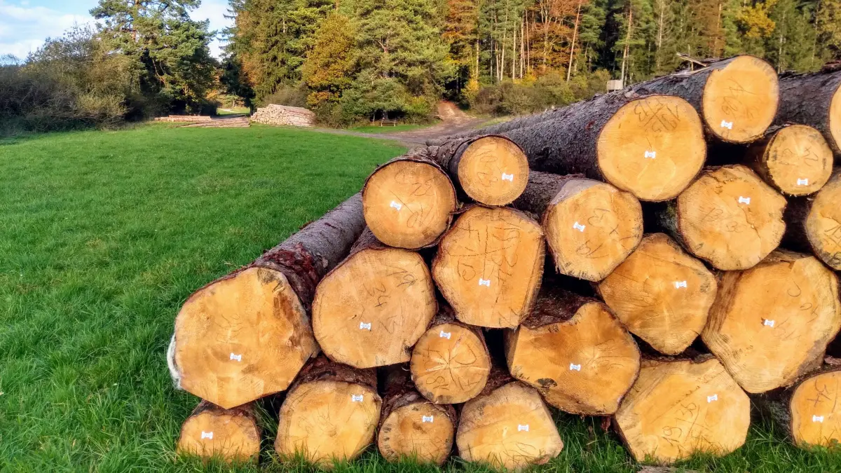 Holz