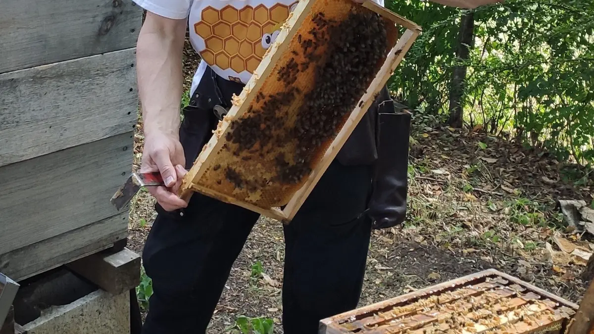 Nagold: Bienen