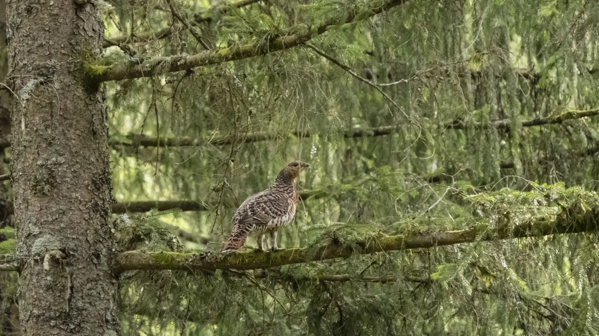 Auerhenne im Nationalpark Schwarzwald