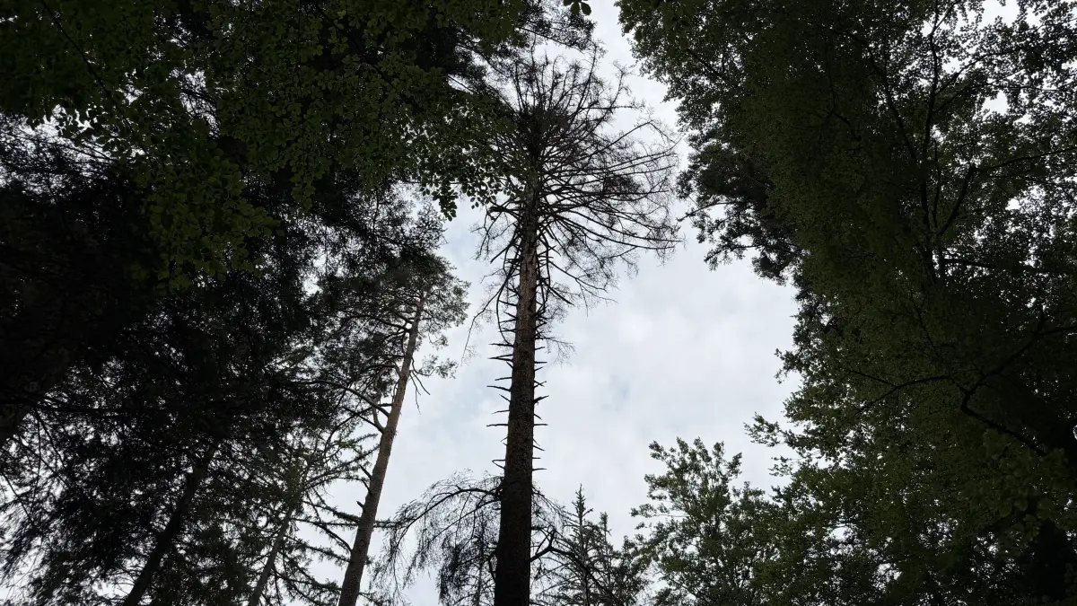 Der Wald auf dem Bad Wildbader Sommerberg leidet unter der Trockenheit und Hitze.