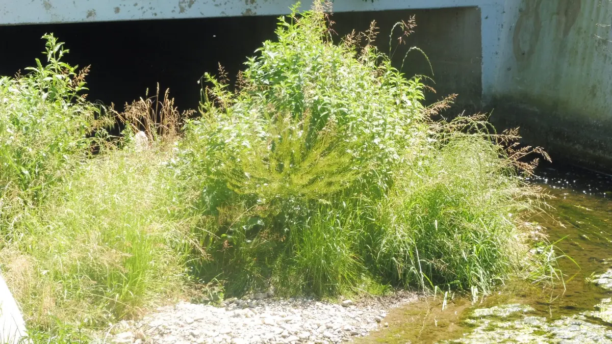 Am Mühlbachkanal hat sich viel Geröll angesammelt, auf dem sich mittlerweile eine üppige Vegetation entwickelt. Die Untere Wasserbehörde des Landratsamtes Rottweil und Gemeindevertreter nehmen die Sache bei einem Ortstermin persönlich in Augenschein.