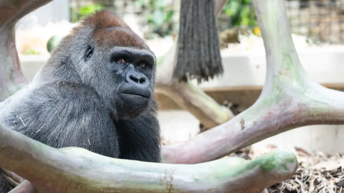 Die Gorilla-Zucht sorgt nach den jüngsten Vorfällen für Kritik.