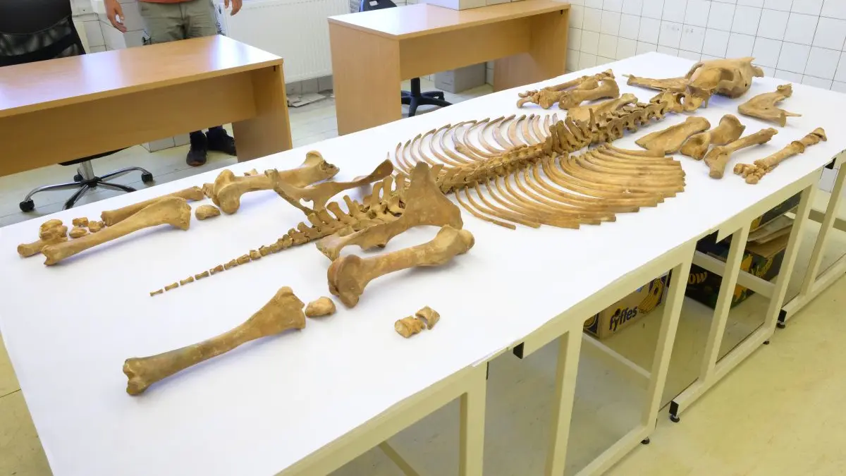 Trotz der zahlreichen Funde bleiben zentrale Fragen bislang unbeantwortet. Die Wissenschaftler wollen nun klären, wer die Bestatteten waren, unter welchen Umständen sie starben und warum viele Leichname offenbar ohne reguläre Bestattung in Gruben oder Brunnen niedergelegt wurden.