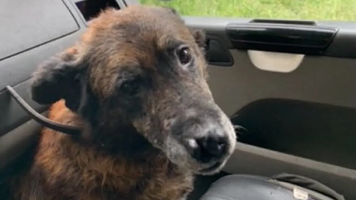 Hund Schonay wird vermisst