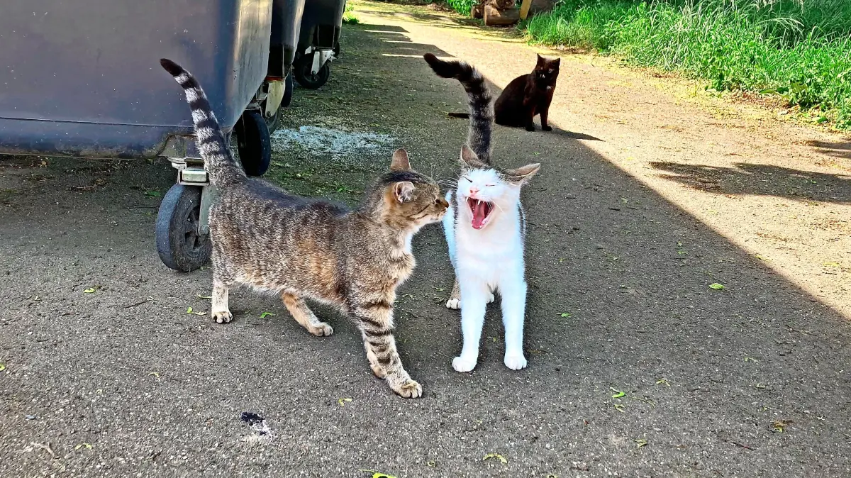 Die Gemeinde Neuried bezuschusst künftig die Kastration von freilaufenden Katzen mit 50 Euro pro Tier.