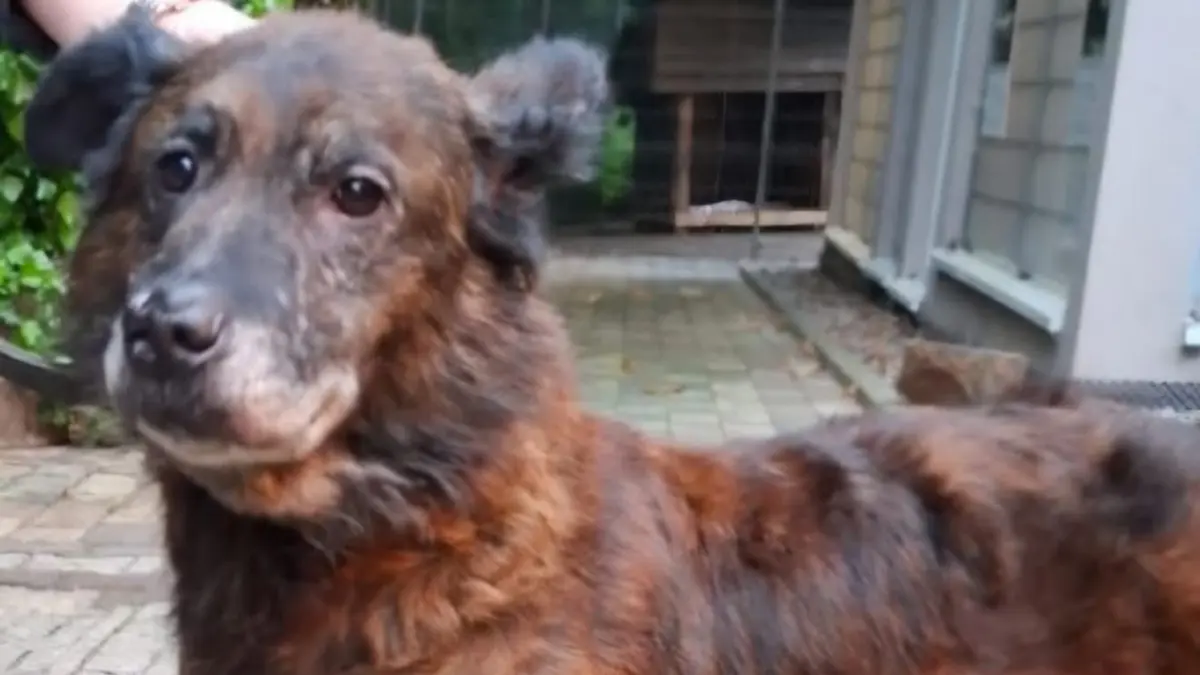 Seit dem 15. Juli wird der etwa acht Jahre alte Hund eines Schäfers im Bereich Loßburg und Lauterbad vermisst.