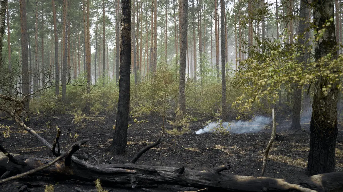 19.07.2026, Mecklenburg-Vorpommern, Kratzeburg: Kleinere Rauchschwaden ziehen durch den abgebrannten Bereich des Waldbrandes im Müritz-Nationalpark.
Weitere Entwicklung beim Waldbrand im Müritz-Nationalpark Foto: Michael Ukas/dpa +++ dpa-Bildfunk +++