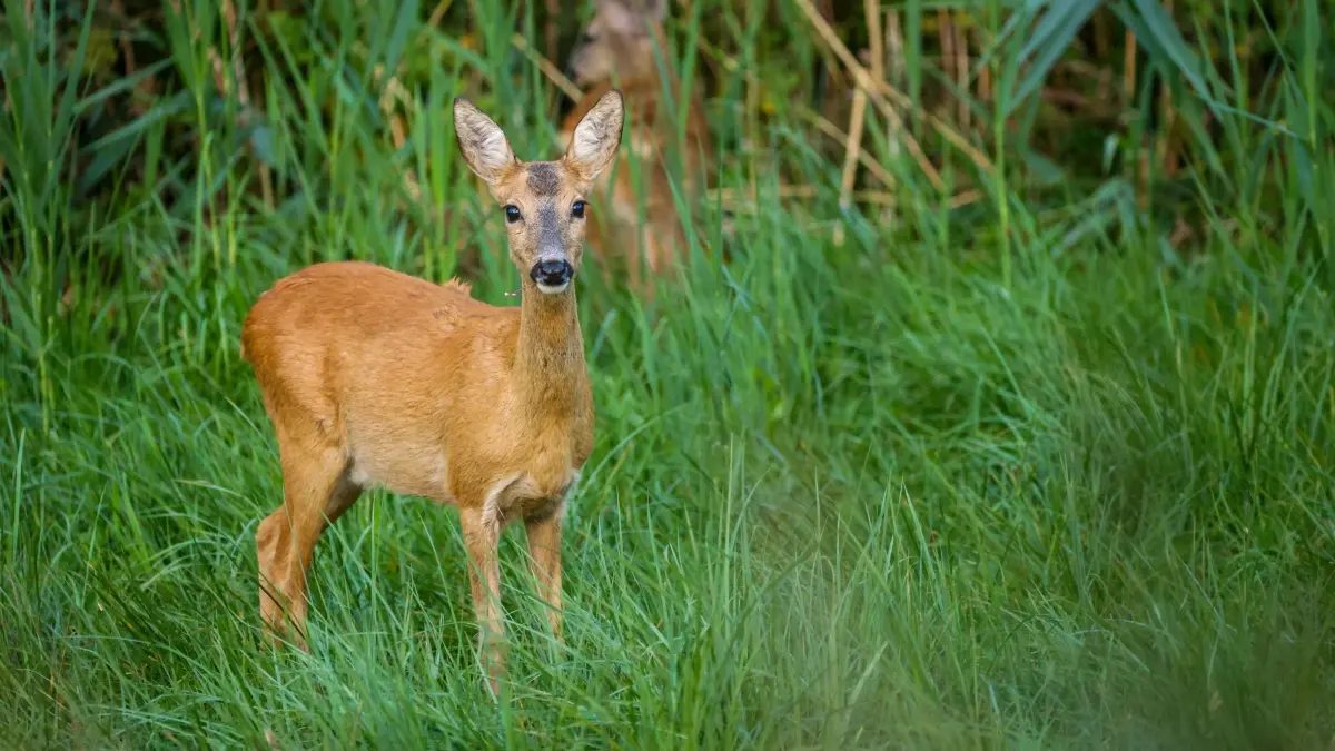 Wetter in Baden-Württemberg: 26.07.2026, Baden-Württemberg, Moosburg: Ein Reh steht am Morgen in einer Wiese und blickt in die Kamera des Fotografen. Foto: Thomas Warnack/dpa +++ dpa-Bildfunk +++