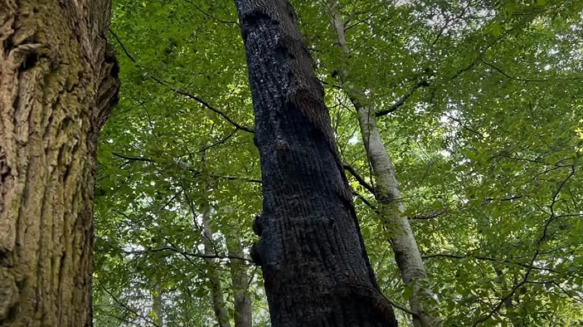 Der betroffene Baum wurde gefällt.